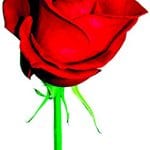 article image -